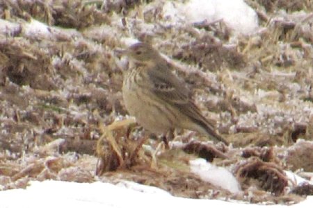 American Pipit at Belleisle Marsh on Jan. 16, 2021 - Larry Neily